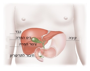 כיס המרה